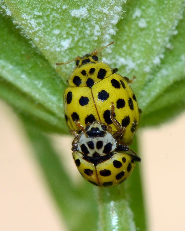 Coccinellidae Psyllobora vigintiduopunctata